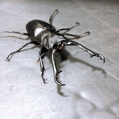 【新成虫】ギラファノコギリクワガタ ペア ♀ホワイトアイの画像