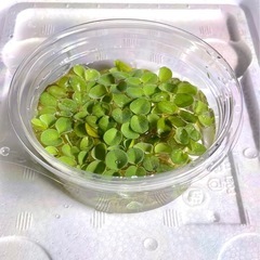 ★ サルビニア  ククラータ （浮草）の画像