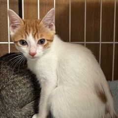 ☆お母さん猫が突然いなくなり、保護しました。かわいい白茶く…