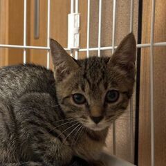 ☆お母さん猫が突然いなくなり、保護しました。かわいいキジく…