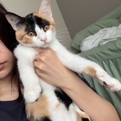 かわいい子猫の新しい家族を募集しています!🩷🐙