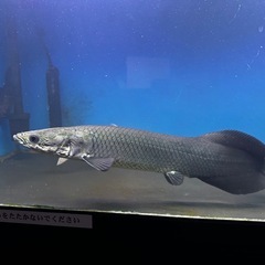 ピラルクーの画像