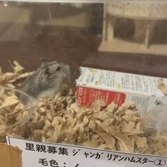 ジャンガリアンハムスター里親募集①