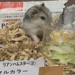 ジャンガリアンハムスター里親募集②