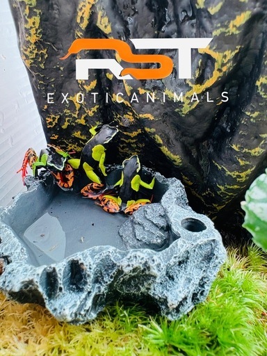 バロンアデガエル　のこりいっぴき残り1匹