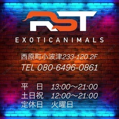 バロンアデガエルの画像
