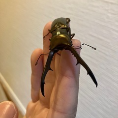 メタリフェルホソアカクワガタ（サンギレンシス）♂単品の画像