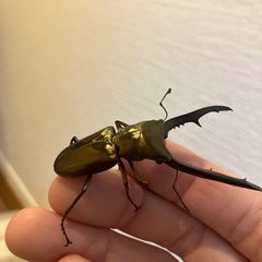 メタリフェルホソアカクワガタ（サンギレンシス）♂単品の画像