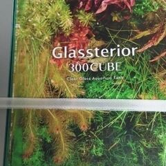 アクアリウム30センチガラス水槽の画像