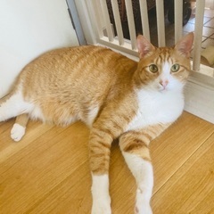 膝が大好きな甘えん坊くんの画像