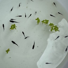 オロチメダカ　稚魚　20匹　③の画像