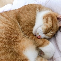膝が大好きな甘えん坊くん − 茨城県