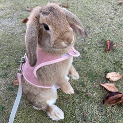 食いしん坊のおてんばウサギ