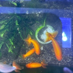 らんちゅう３匹の画像