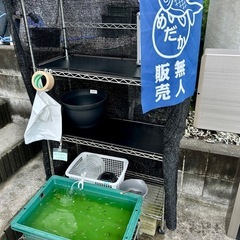 ミックスめだか無人販売