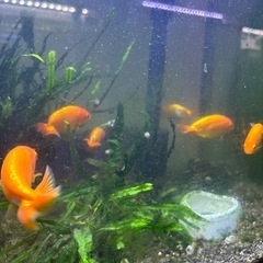 らんちゅう３匹の画像