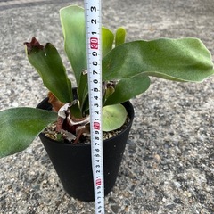 観葉植物　ビカクシダ(コウモリラン)の画像