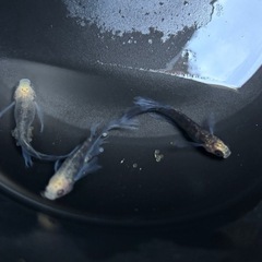 メダカ　炎獄スノーテールの画像