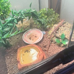爬虫類　飼育セット　の画像