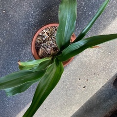 小さいおもと　万年青の画像