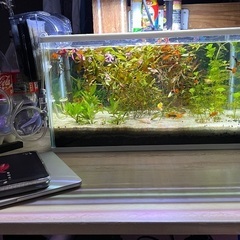 きれいな水槽の画像