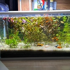きれいな水槽の画像