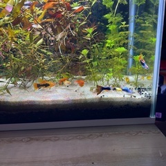 きれいな水槽の画像