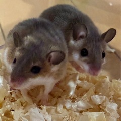 アフリカチビネズミ ペア
