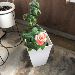 四季咲き薔薇【珊瑚】の画像