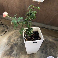 四季咲き薔薇【珊瑚】の画像