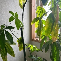 観葉植物180センチ位の画像