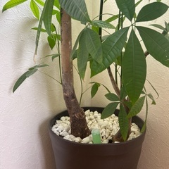 観葉植物180センチ位の画像