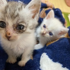 生後1ヶ月の子猫🐈‍⬛オスとメス　譲度先決まりました。