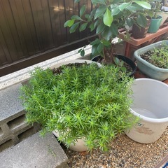 観葉植物🪴　多肉植物の画像