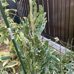 観葉植物🪴　多肉植物の画像