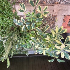 観葉植物🪴　多肉植物の画像