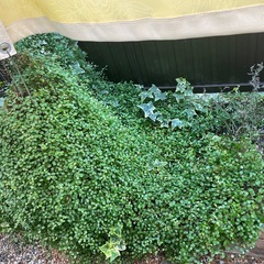 観葉植物🪴　多肉植物の画像