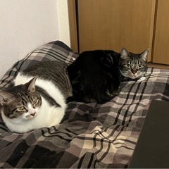 猫の引き取り手さん探してます。