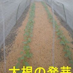 天日干し稲わら12束ともみ殻30L⑭の画像