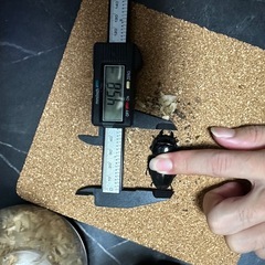 スマトラオオヒラタ　メスのみの画像