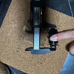スマトラオオヒラタ　メスのみの画像