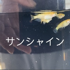 東天光10匹サンシャイン5匹　おまけありの画像