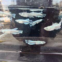 ✨エメキン✨の画像