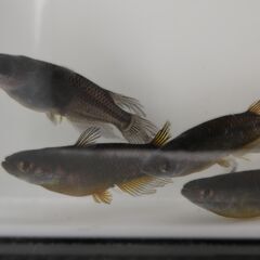 No.149【②サタンメダカ　稚魚 10匹 200円】10/4は引渡不可ですの画像