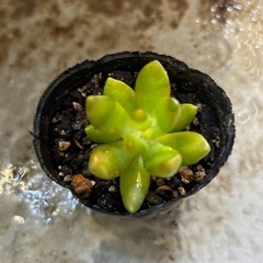 ①多肉植物　カット苗　無料の画像
