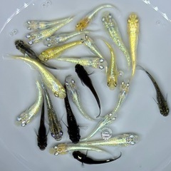 【現物】　めだか　20匹　ラメ系　ワイドフィン系　ヒレ長系　メダカ　ミックス　針子抜け稚魚〜幼魚サイズ   int/2の画像