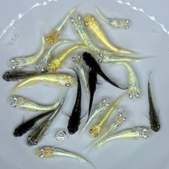 【現物】　めだか　20匹　ラメ系　ワイドフィン系　ヒレ長系　メダカ　ミックス　針子抜け稚魚〜幼魚サイズ   int/2の画像