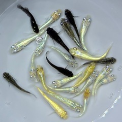 【現物】　めだか　20匹　ラメ系　ワイドフィン系　ヒレ長系　メダカ　ミックス　針子抜け稚魚〜幼魚サイズ   int/2の画像