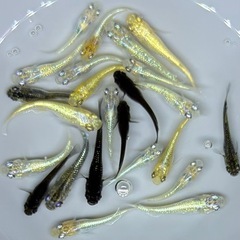 【現物】　めだか　20匹　ラメ系　ワイドフィン系　ヒレ長系　メダカ　ミックス　針子抜け稚魚〜幼魚サイズ   int/2の画像