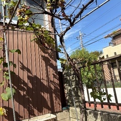 [無料]葡萄の木の画像